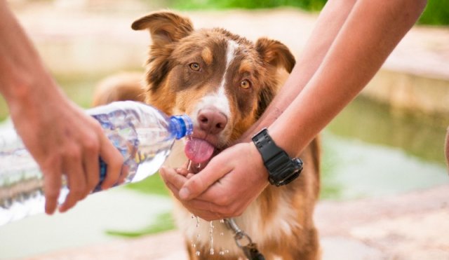 MASCOTASGOLPEDECALOR