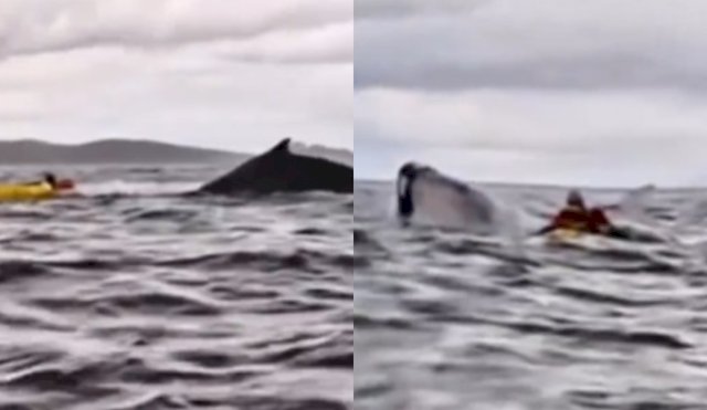 ballena