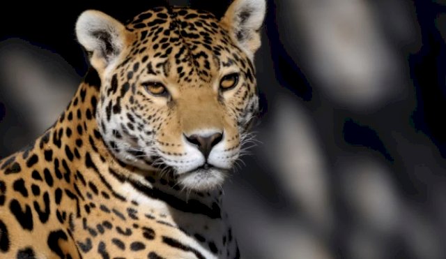 JAGUARES 